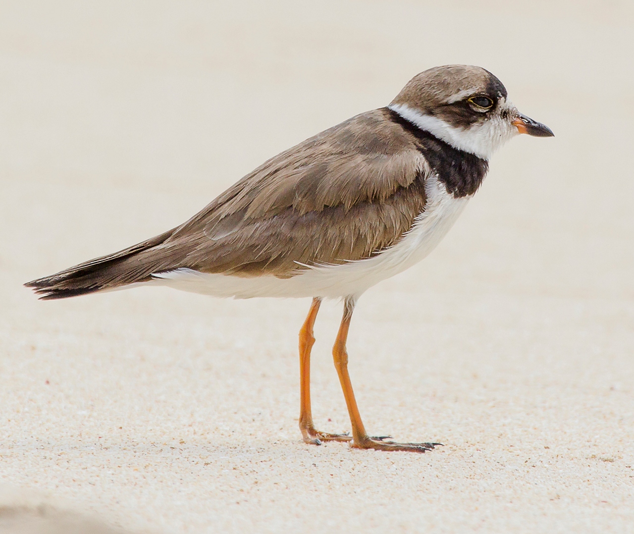 Semipalmated Plover Barbados