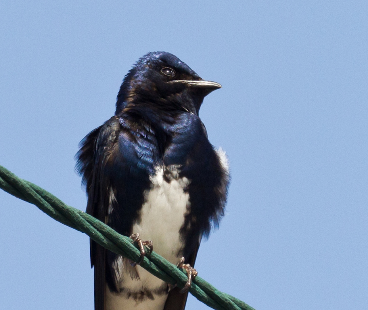 Caribbean Martin Barbados