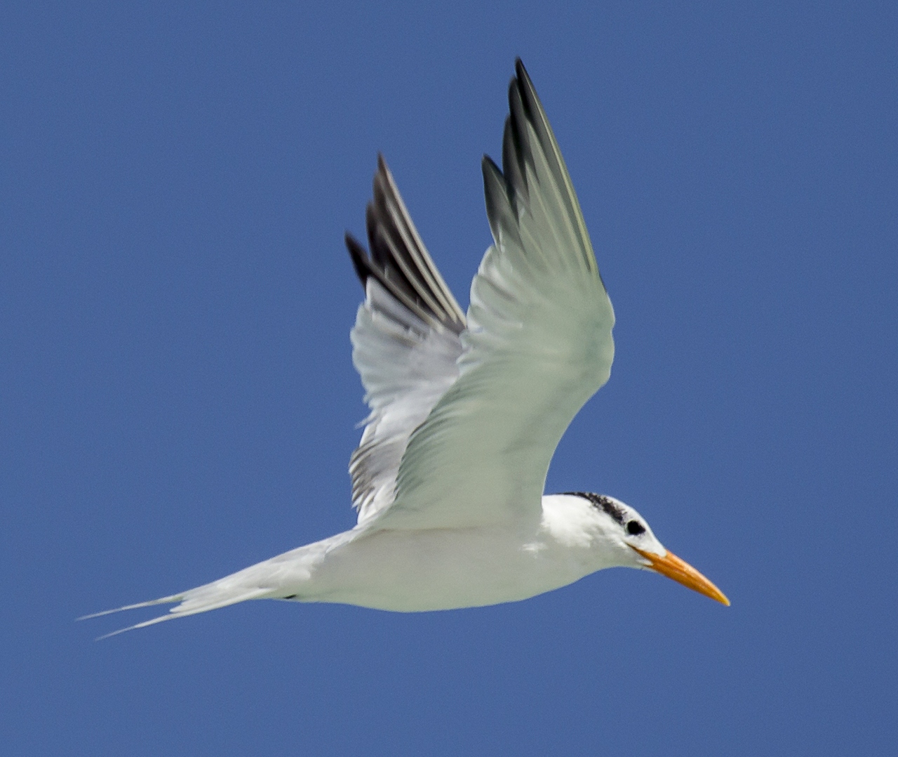 Royal Tern Barbados
