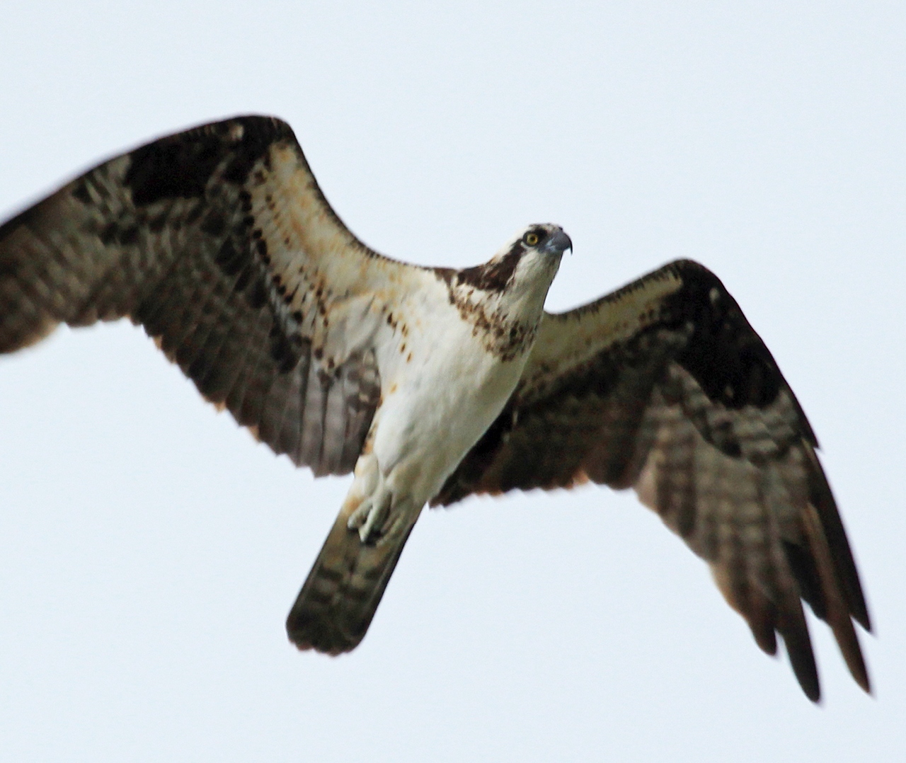 Osprey Barbados
