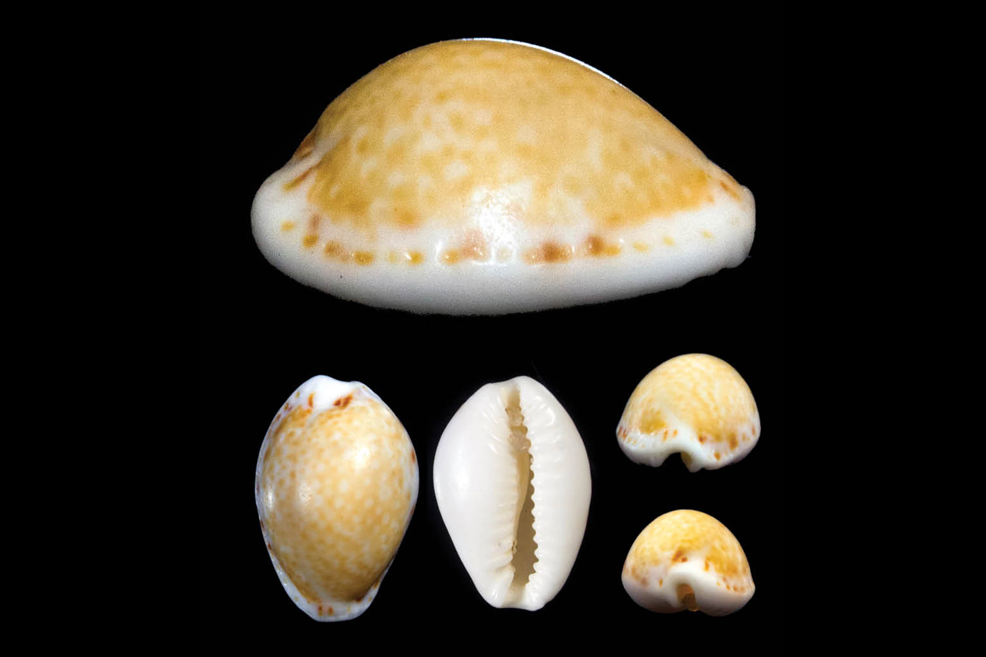 Atlantic Yellow Cowrie Barbados