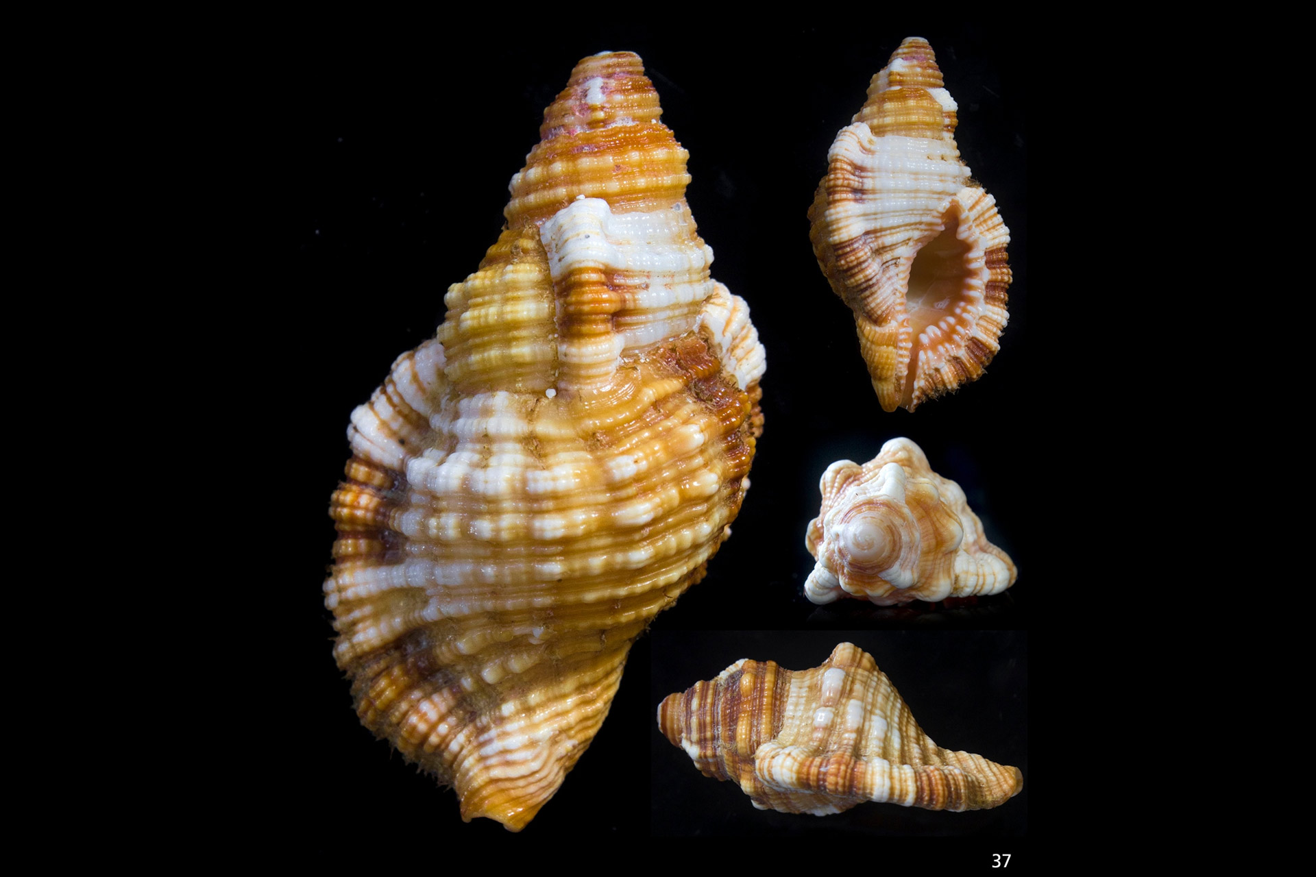 Cosmopolitan Hairy Triton Barbados