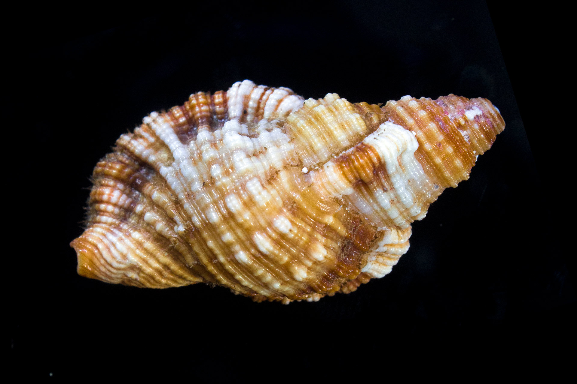 Cosmopolitan Hairy Triton Barbados