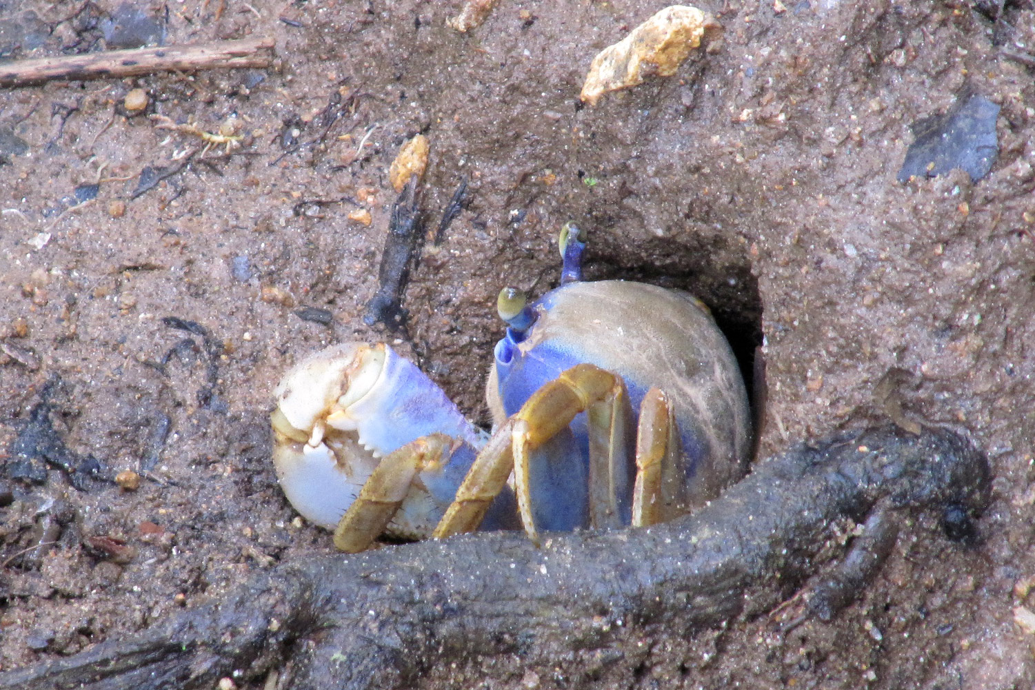 Blue Land Crab  Barbados