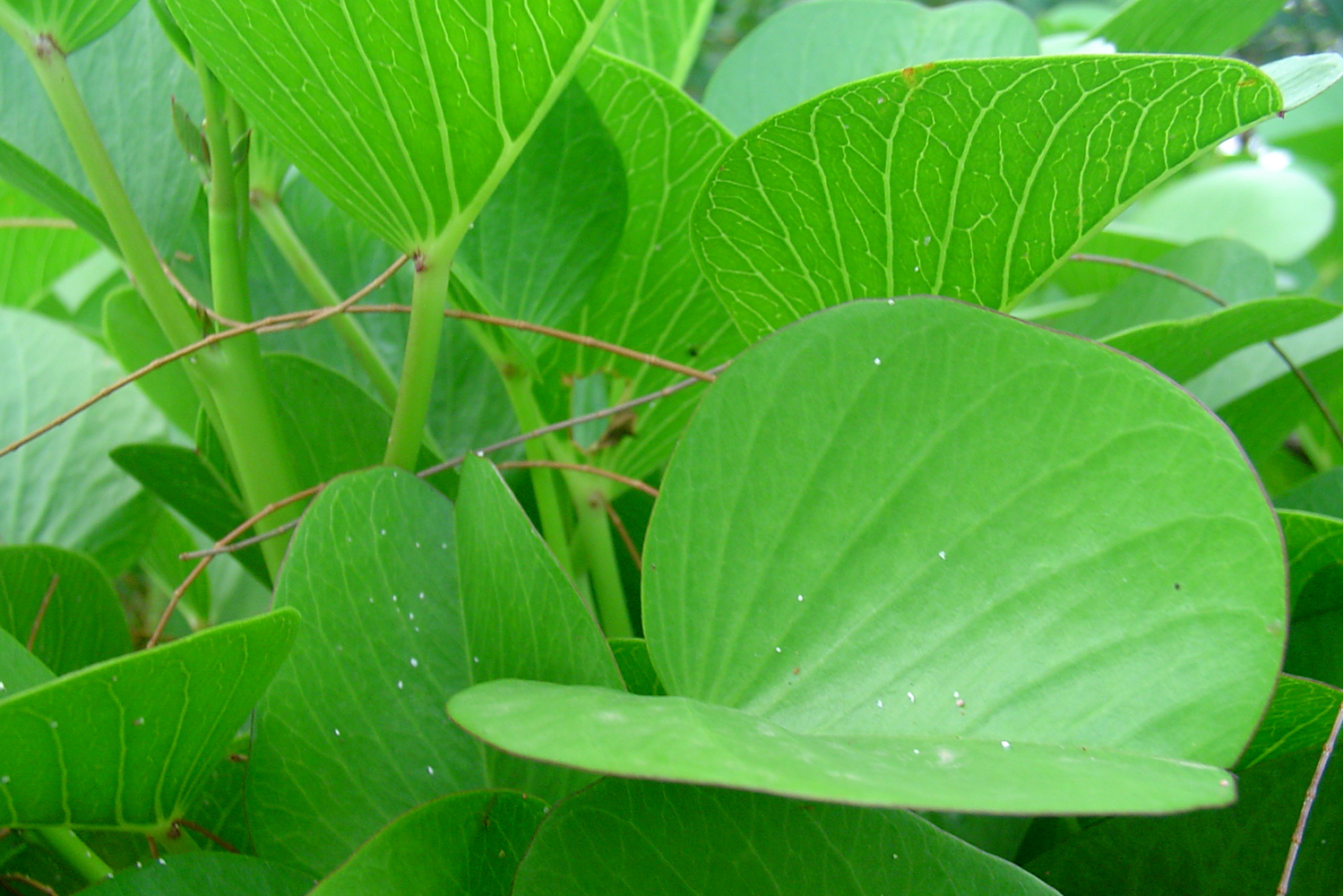 Beach Morning Glory Barbados