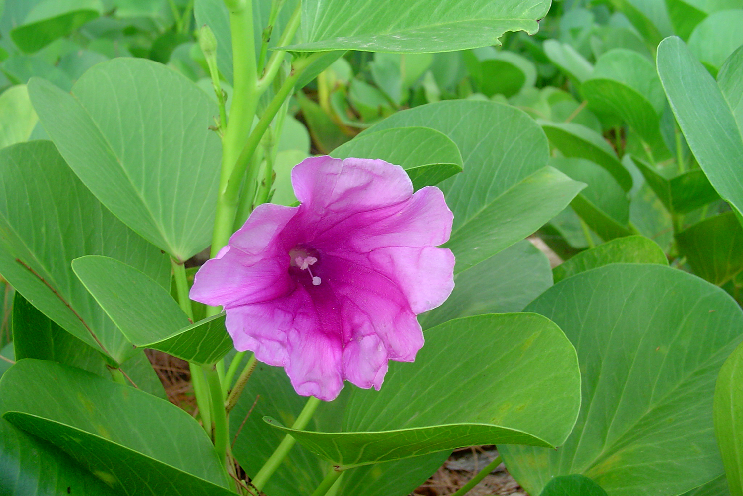 Beach Morning Glory Barbados