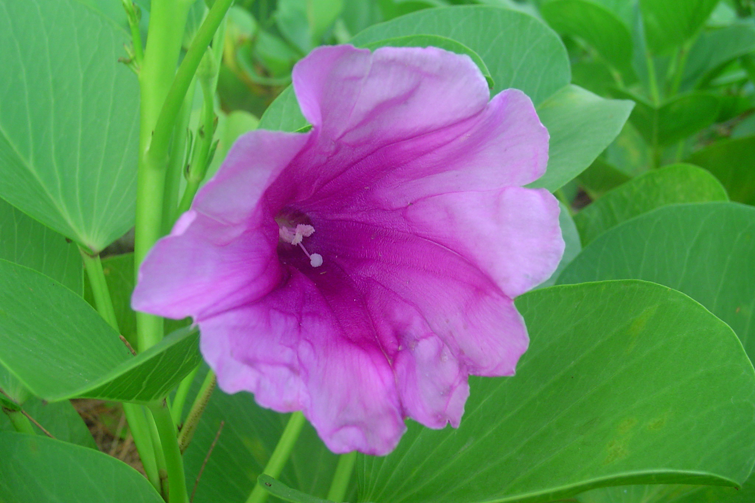 Beach Morning Glory Barbados