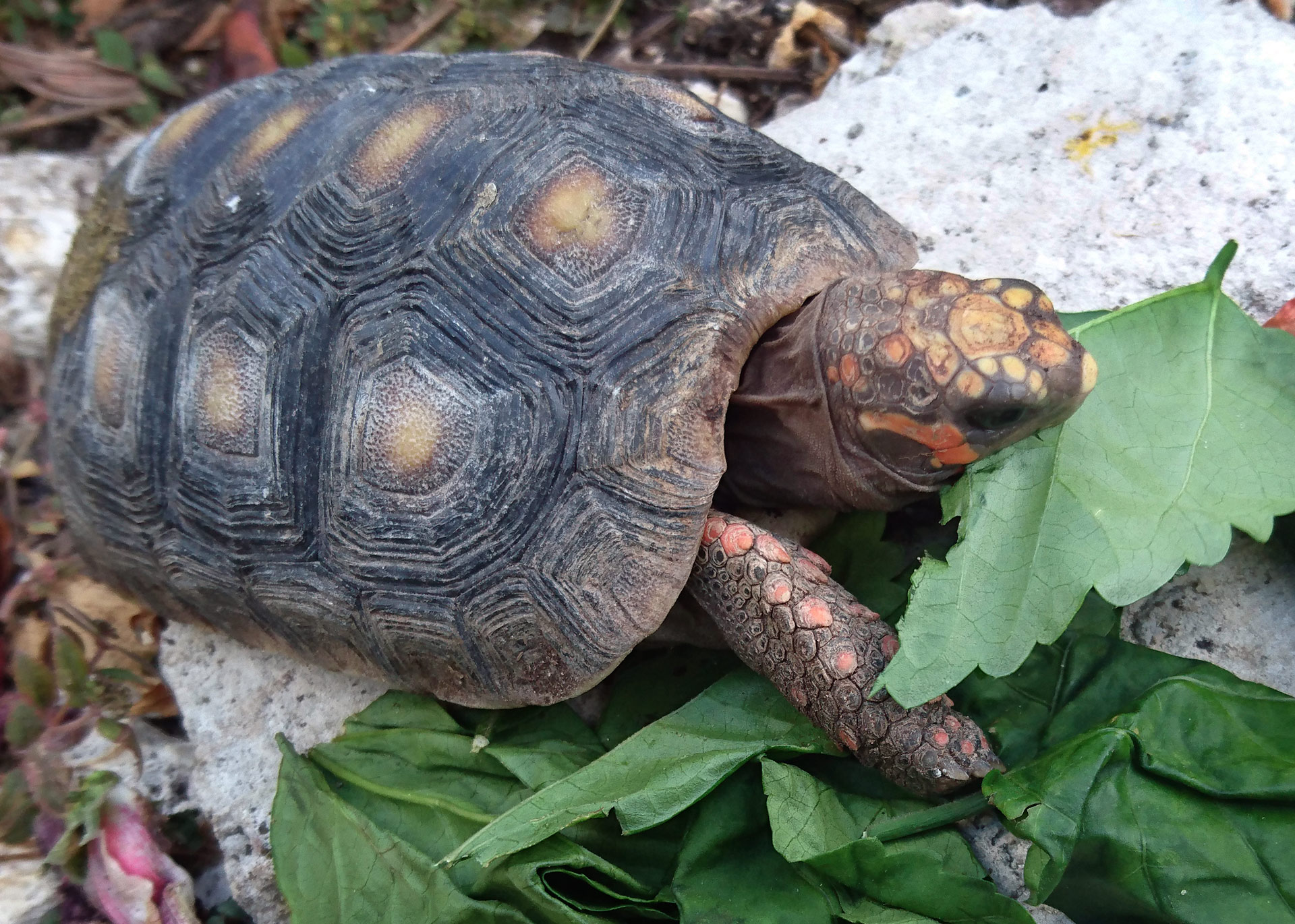 Red-FootedTortoise Barbados