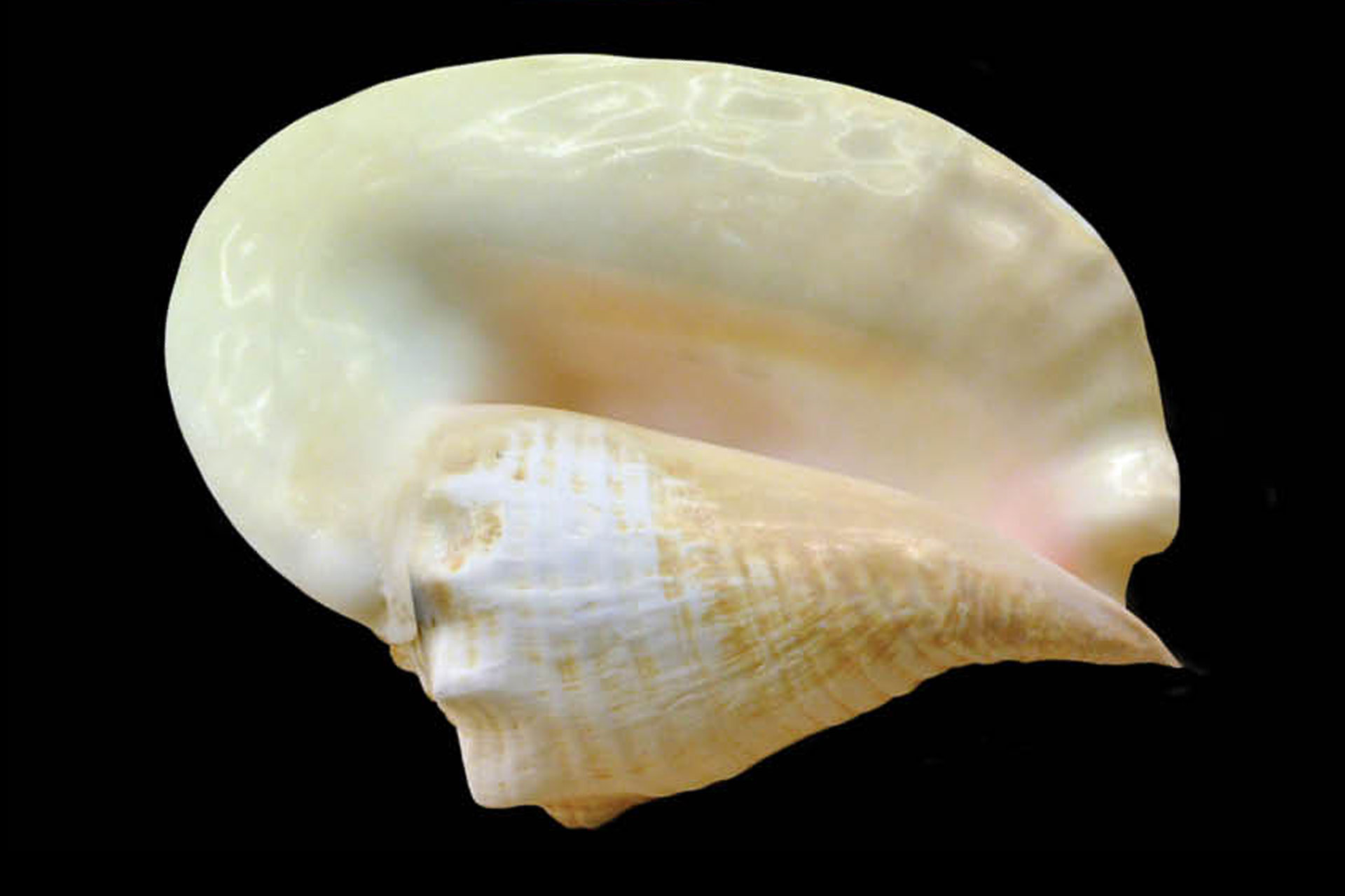 Goliath Conch Barbados