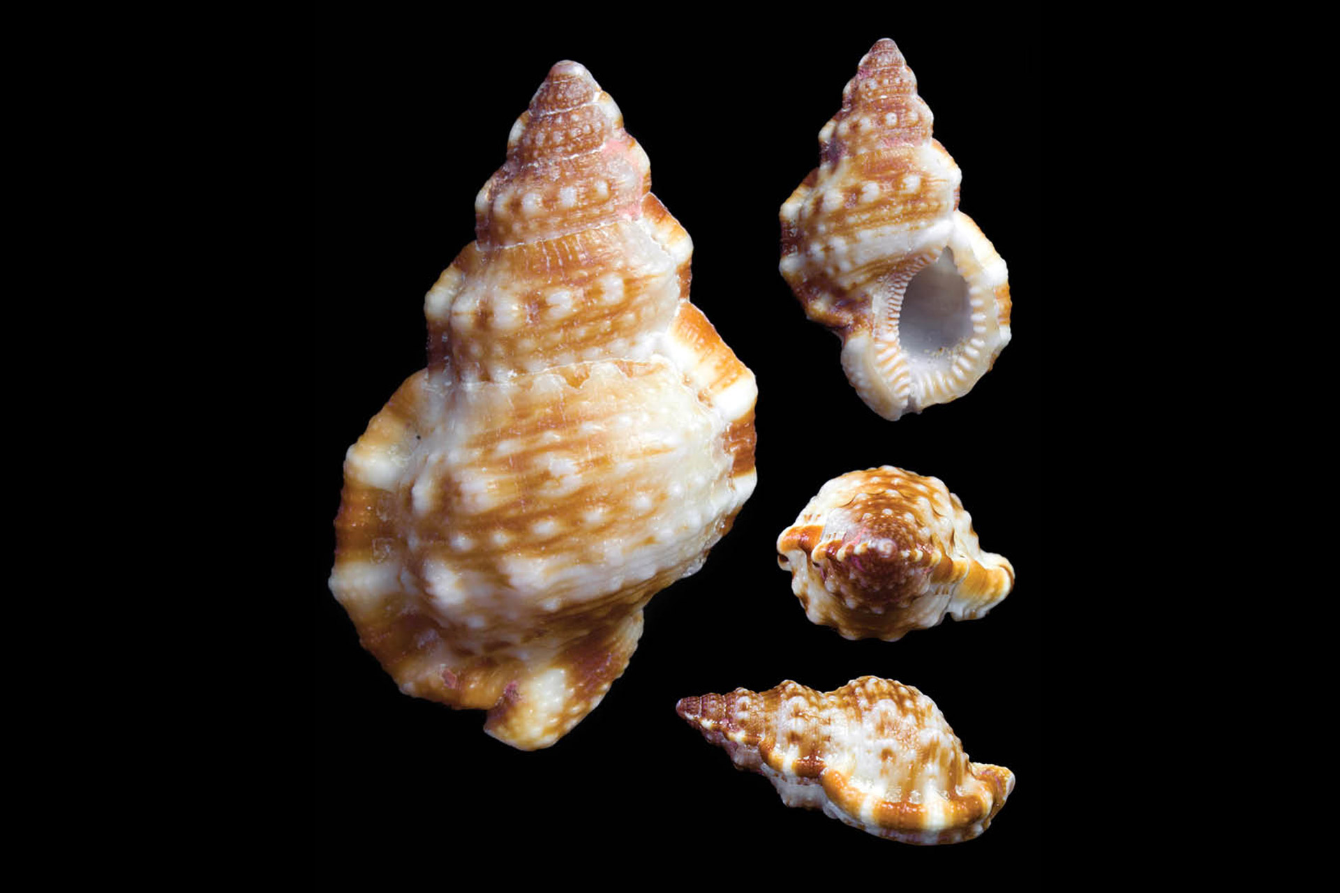 Granular Frog shell Barbados
