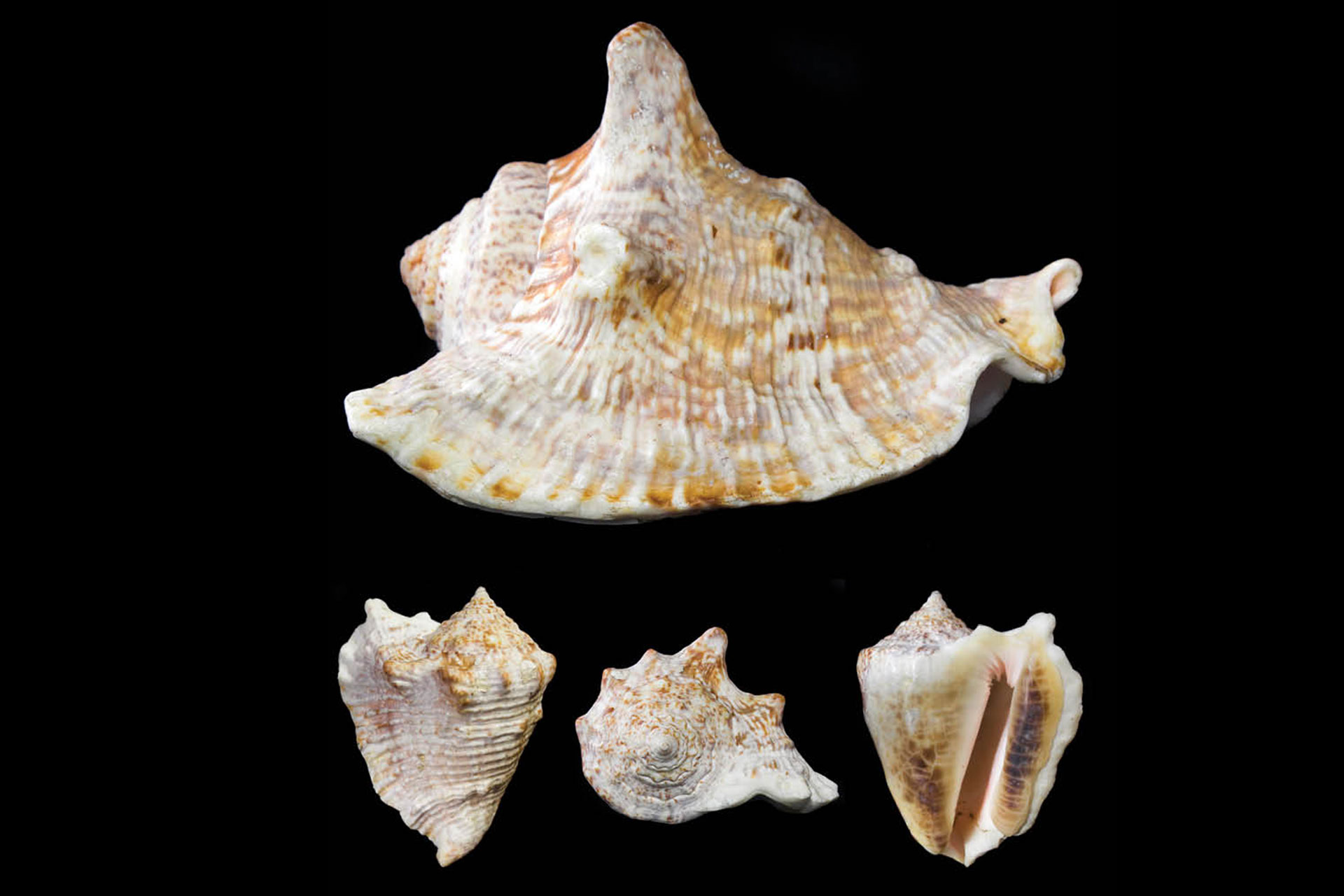 Hawk-Wing Conch Barbados