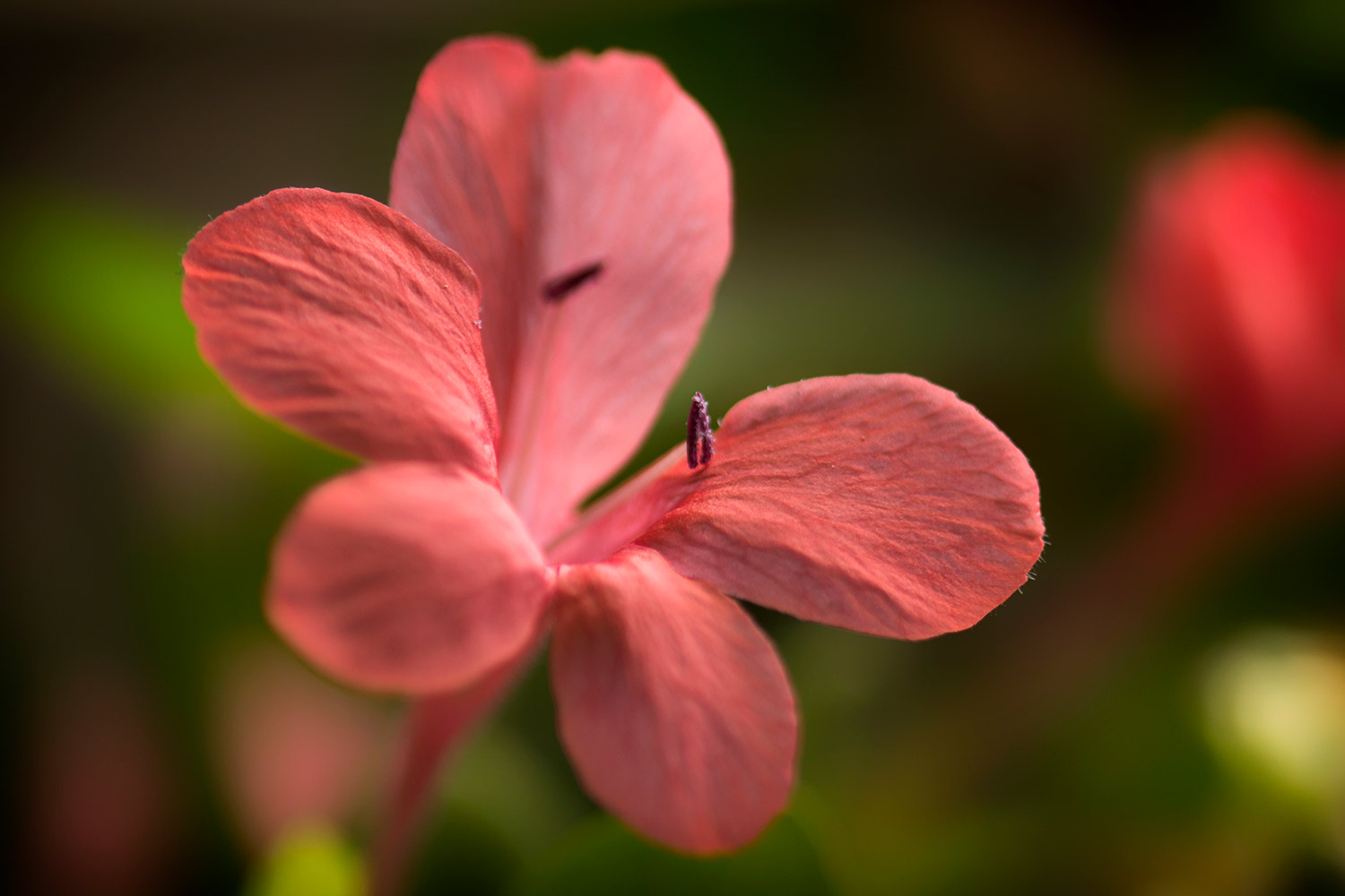 Coral Creeper Barbados