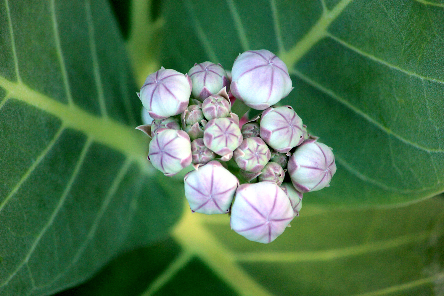 Small Crownflower Barbados