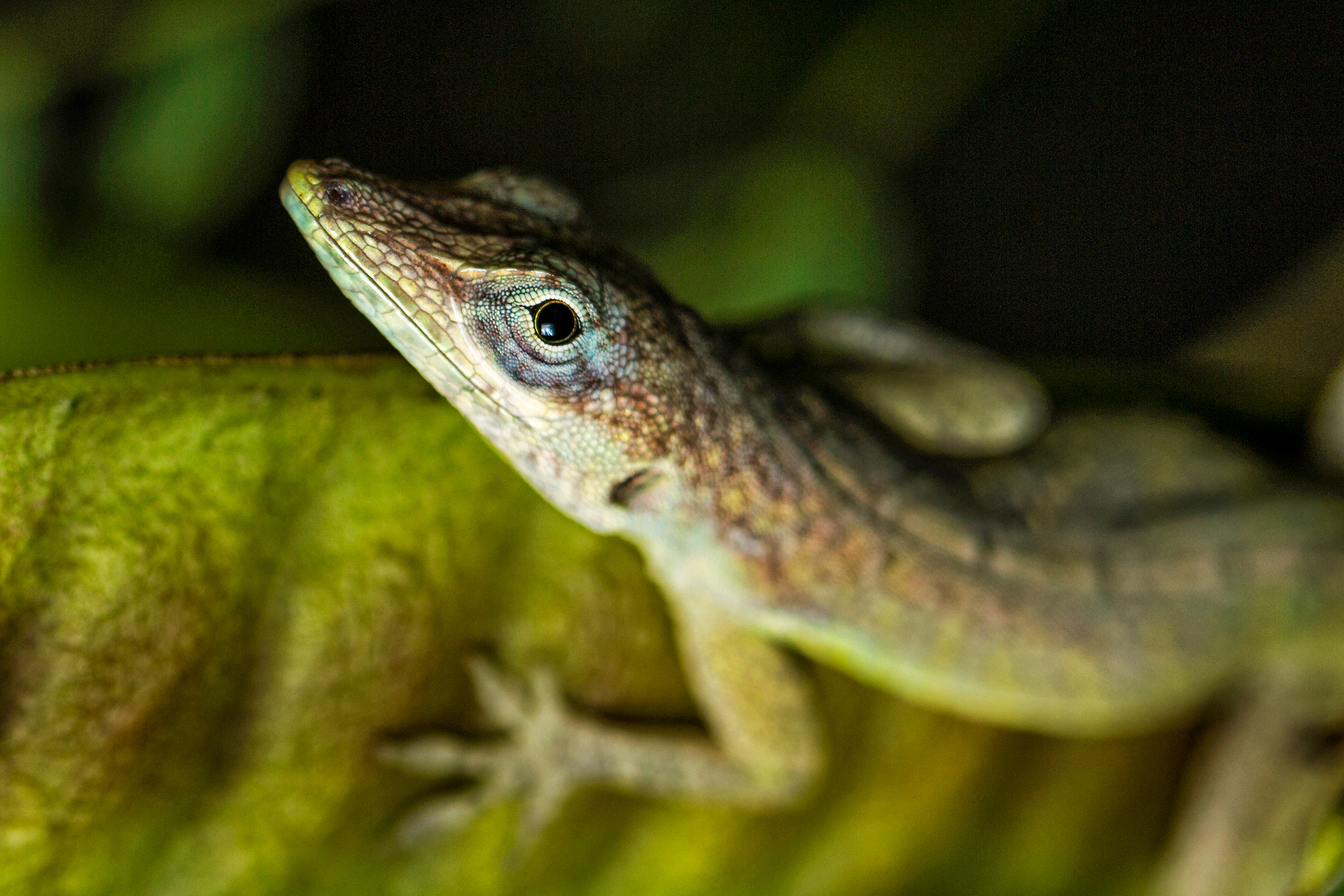 Green Anole Barbados