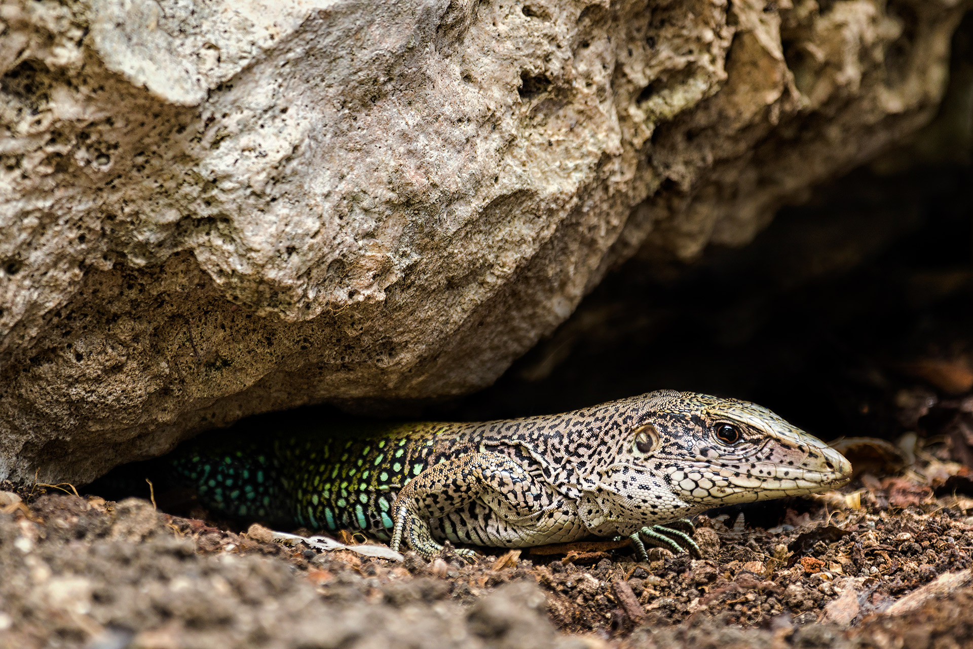 Ameiva Barbados