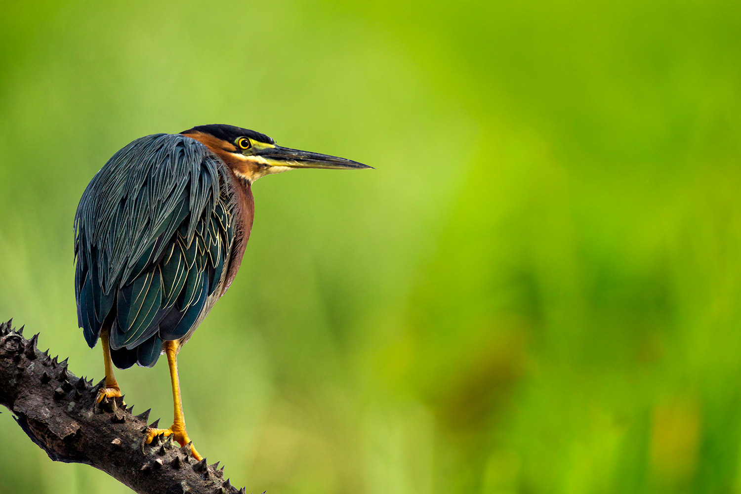 Green Heron Barbados