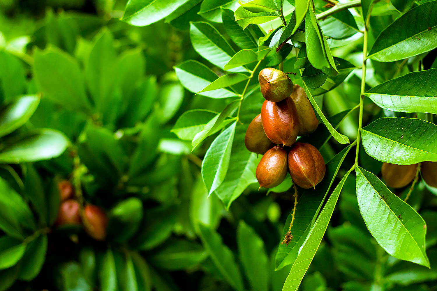 Jamaican Ackee Barbados