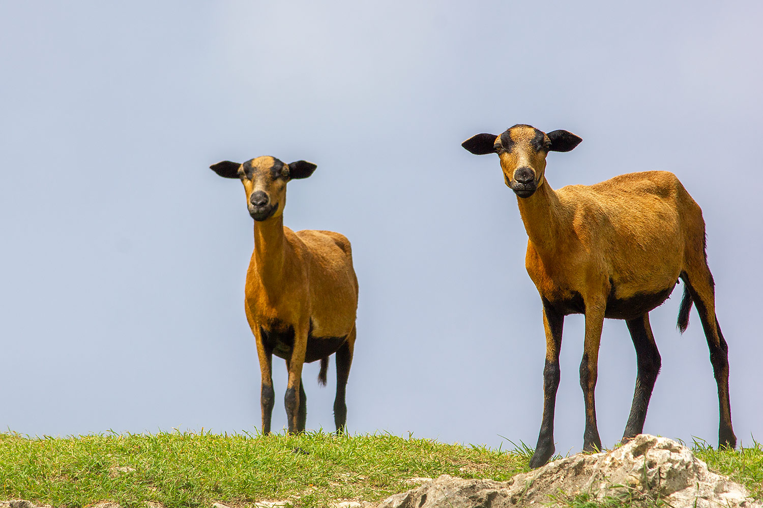 Black Belly Sheep Barbados
