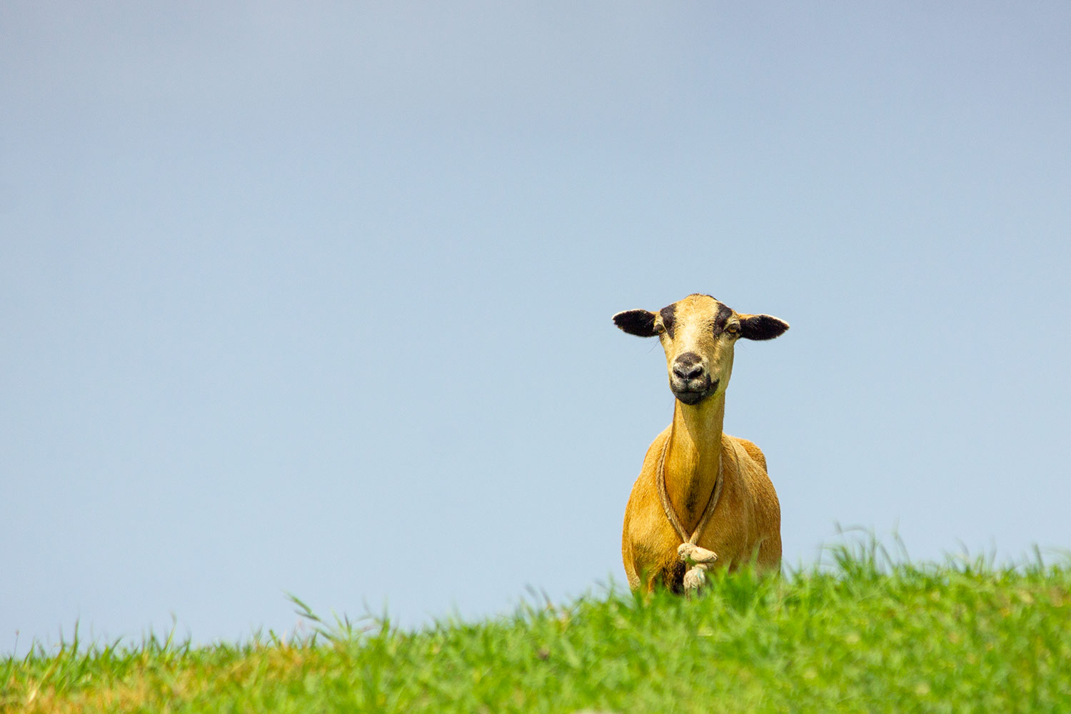 Black Belly Sheep Barbados