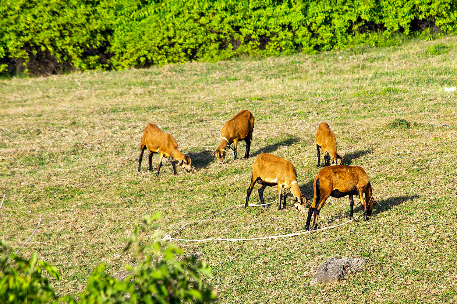 Black Belly Sheep Barbados