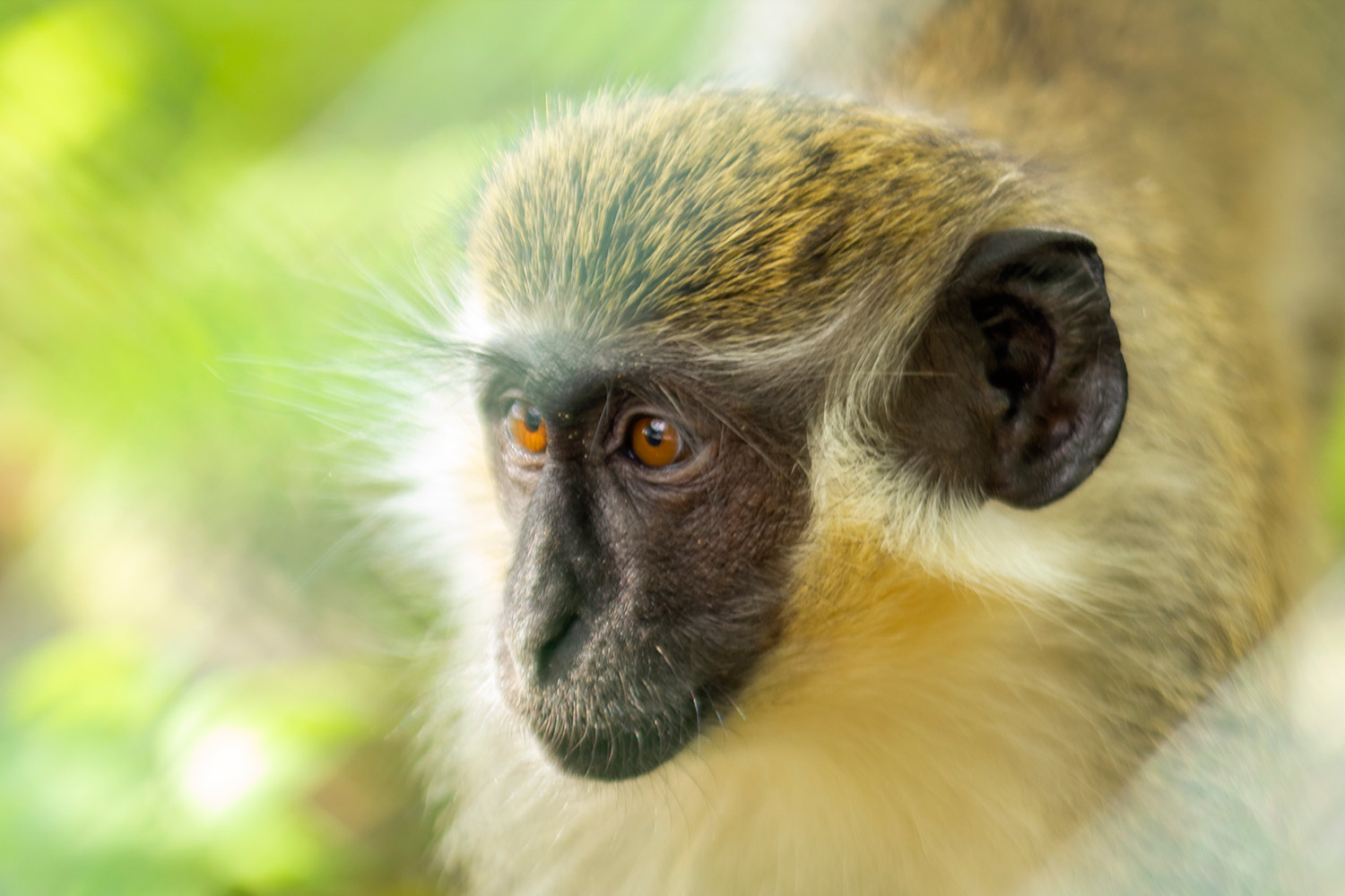 Barbados Green Monkey Barbados