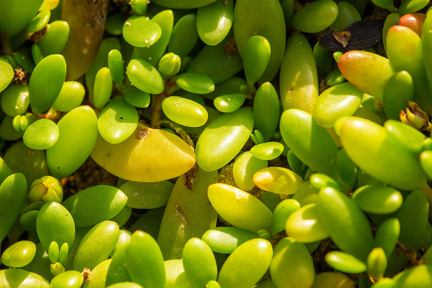 Sea purslane Barbados