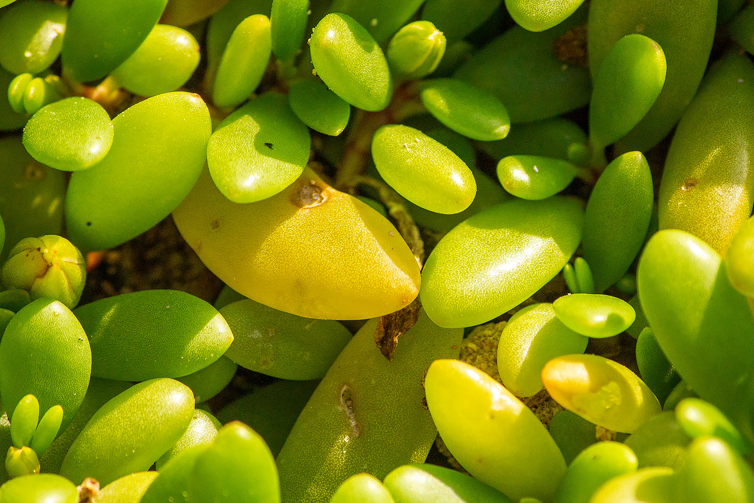 Sea purslane Barbados