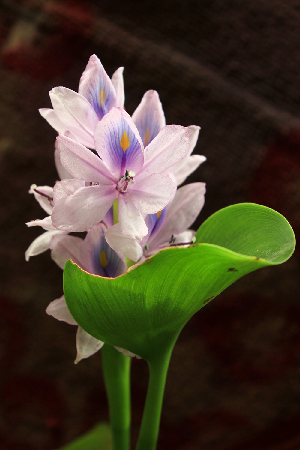 Common Water Hyacinth Barbados
