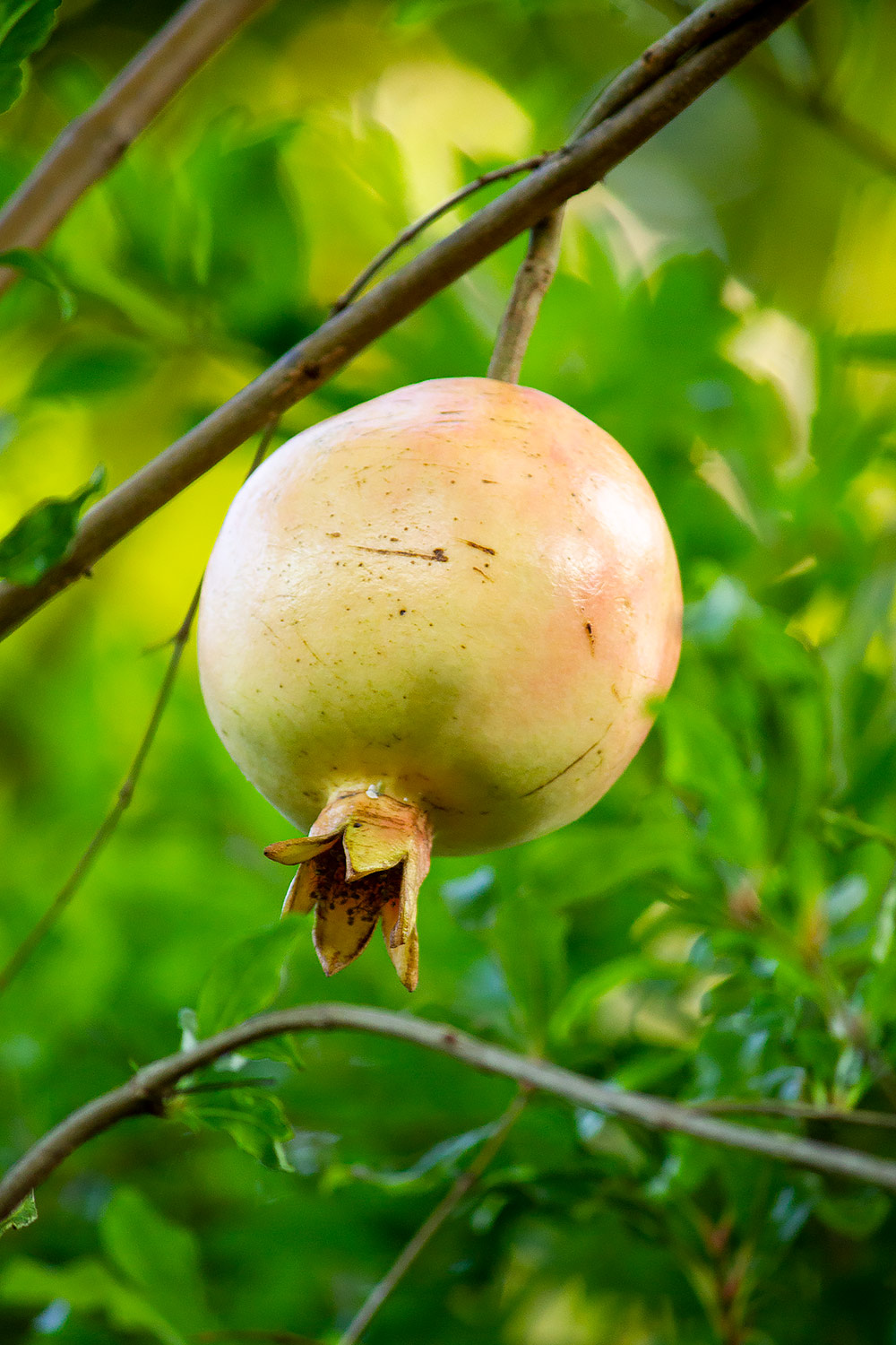Pomegranate Barbados