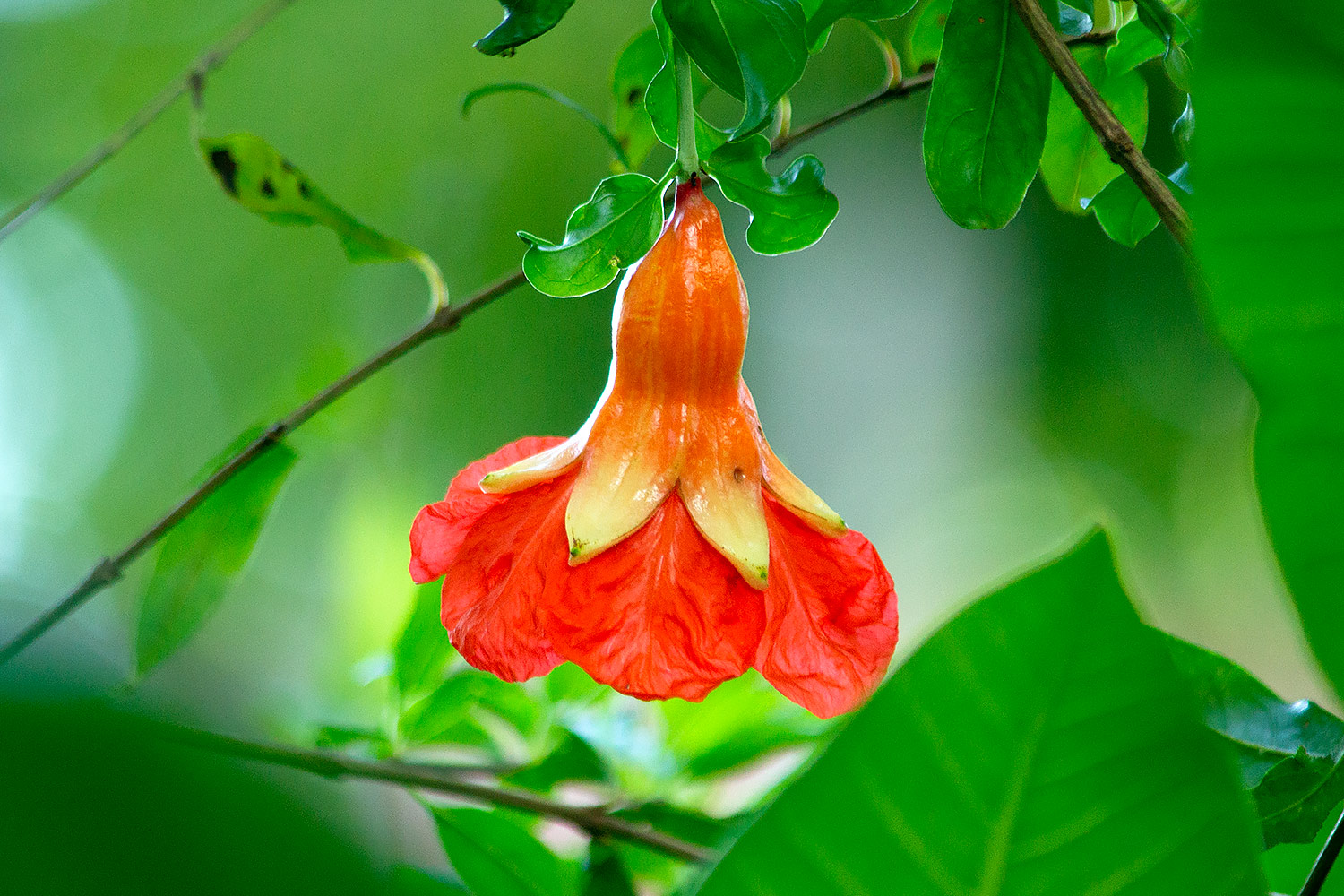 Pomegranate Barbados