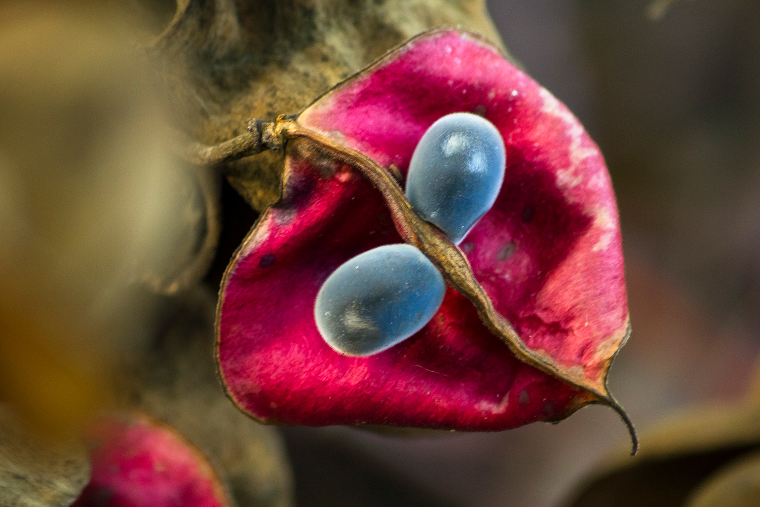 Velvet Seed Tree Barbados