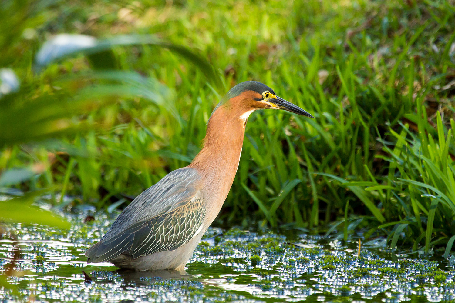 Green Heron Barbados