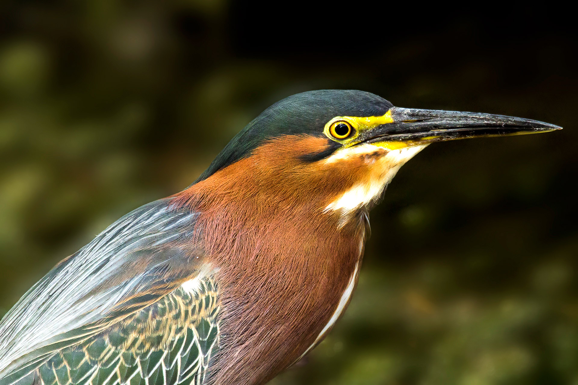 Green Heron Barbados