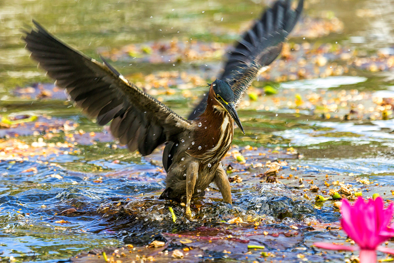 Green Heron Barbados