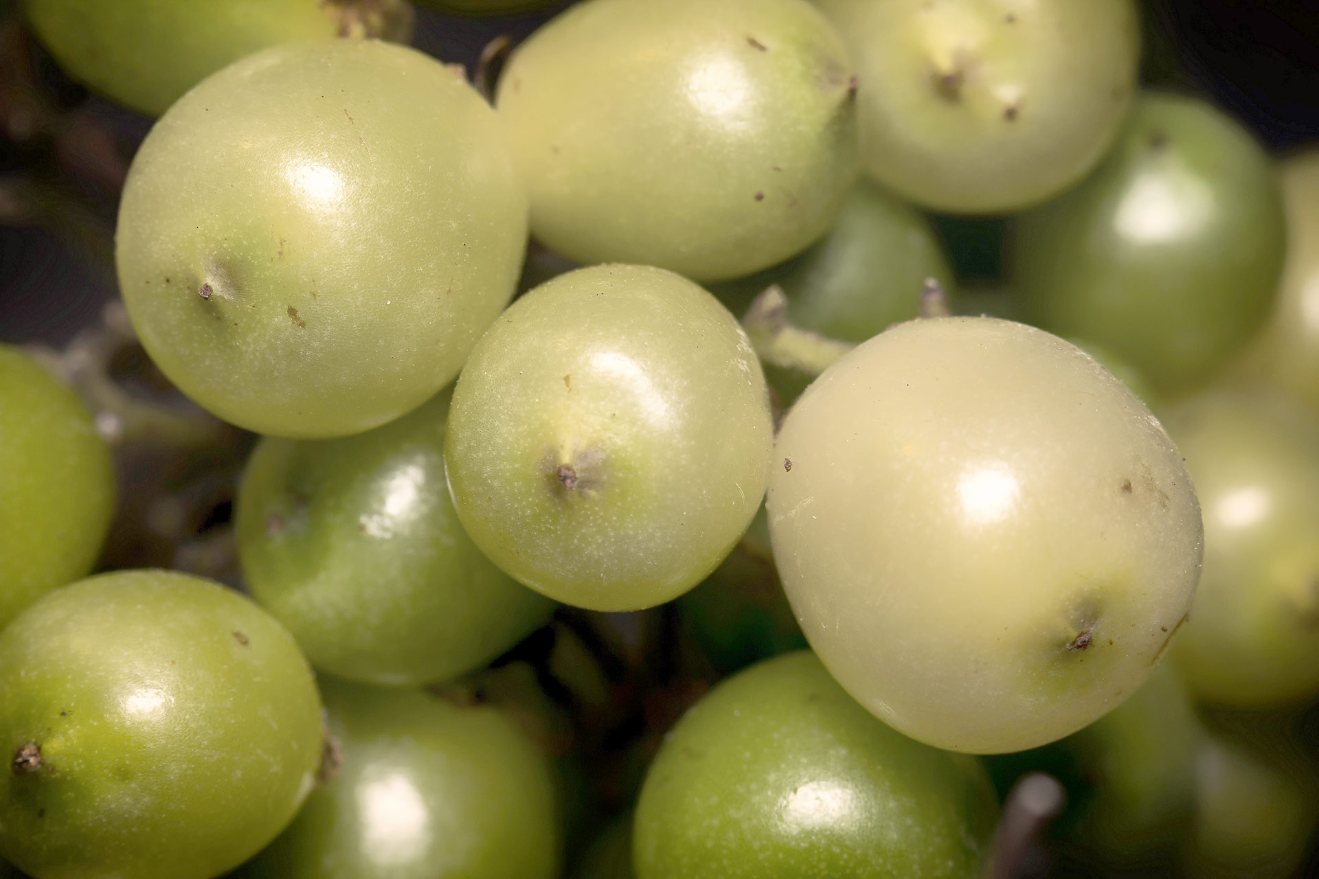 Clammy Cherry Barbados