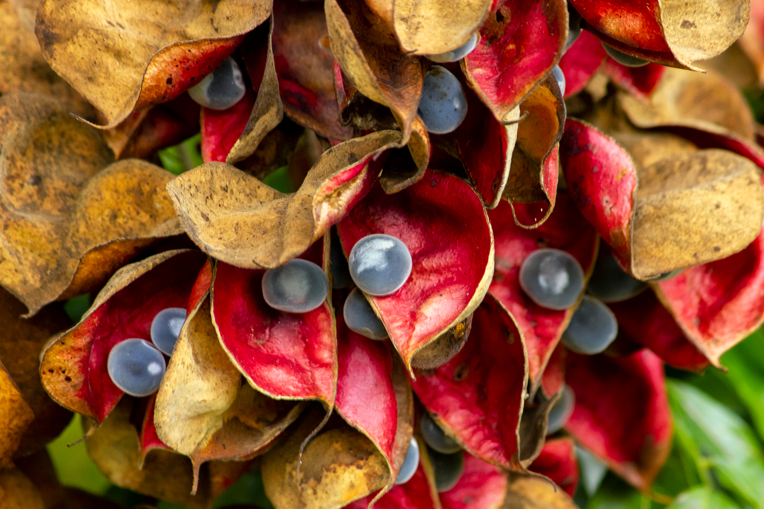 Velvet Seed Tree Barbados