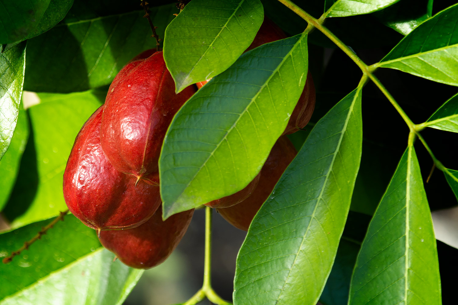 Jamaican Ackee Barbados