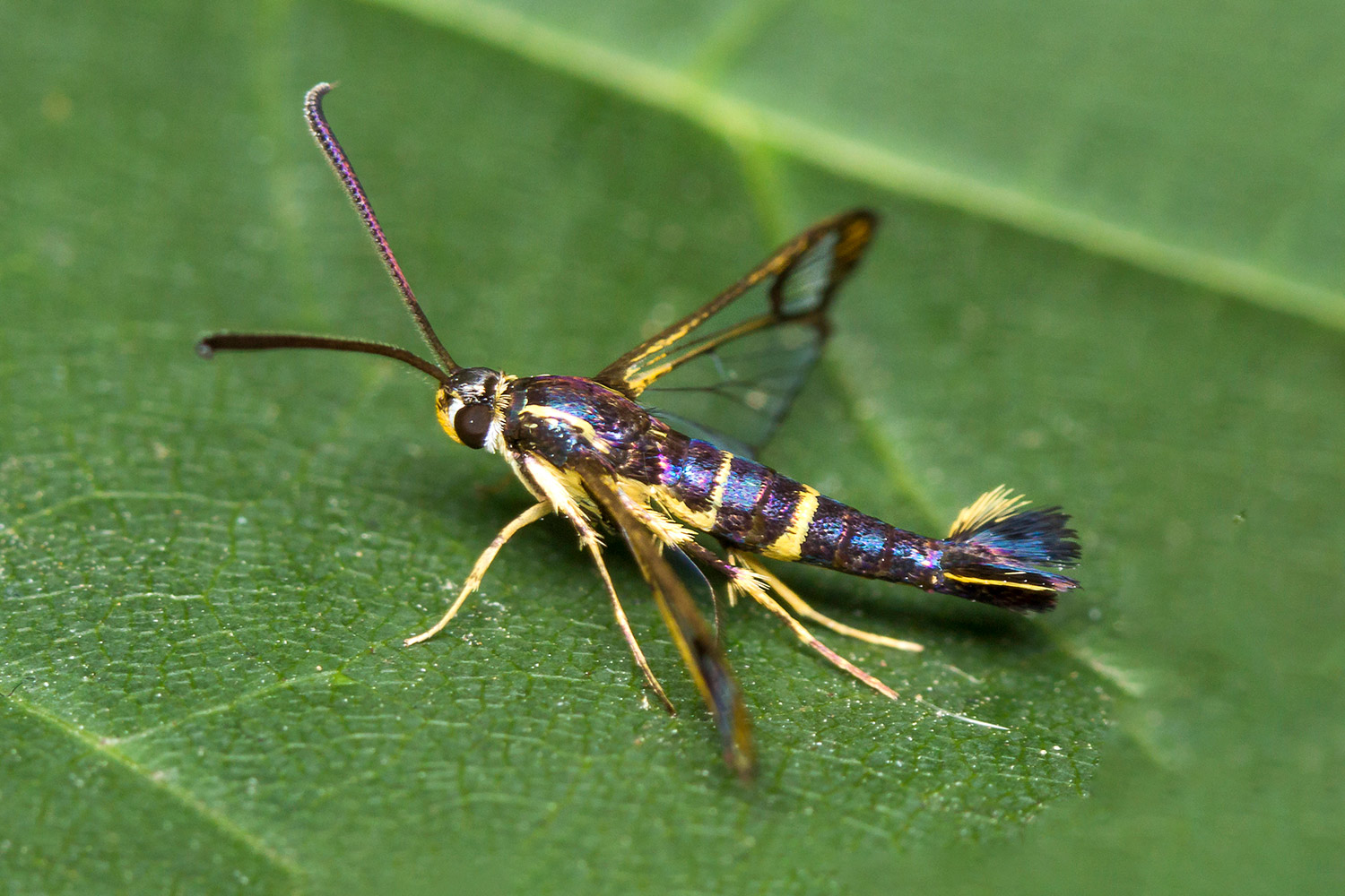 Current Clearwing Moth Barbados