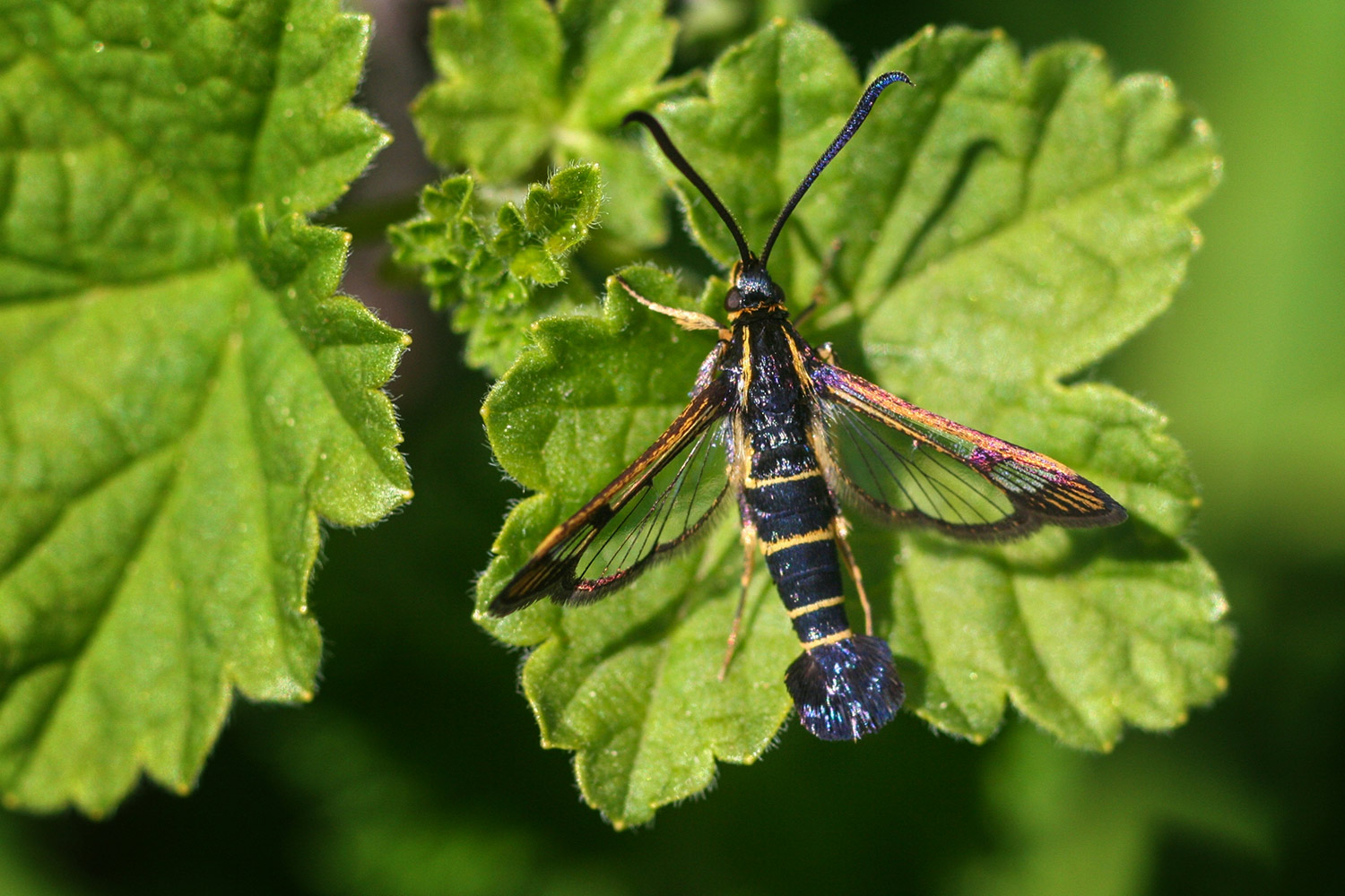 Current Clearwing Moth Barbados