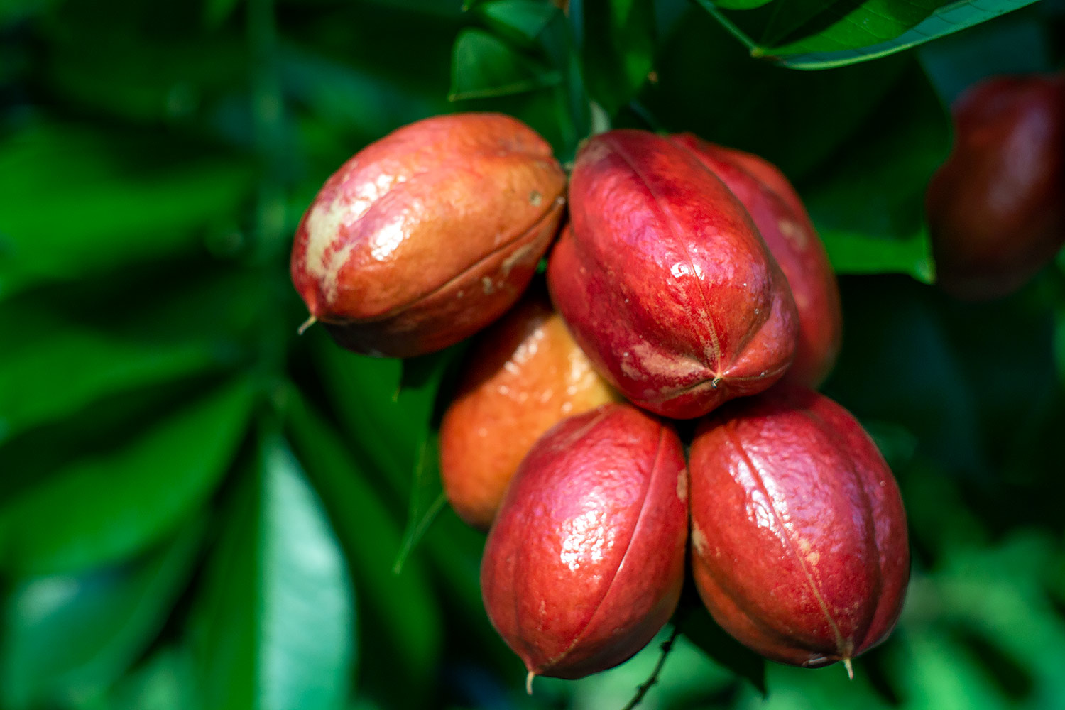 Jamaican Ackee Barbados