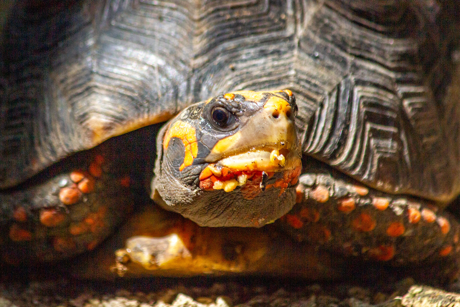 Red-FootedTortoise Barbados