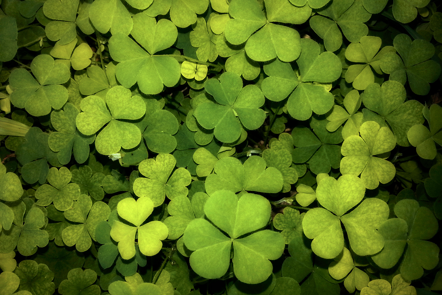 Creeping Woodsorrel Barbados