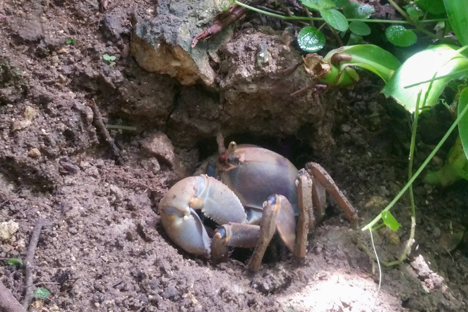 Blue Land Crab  Barbados