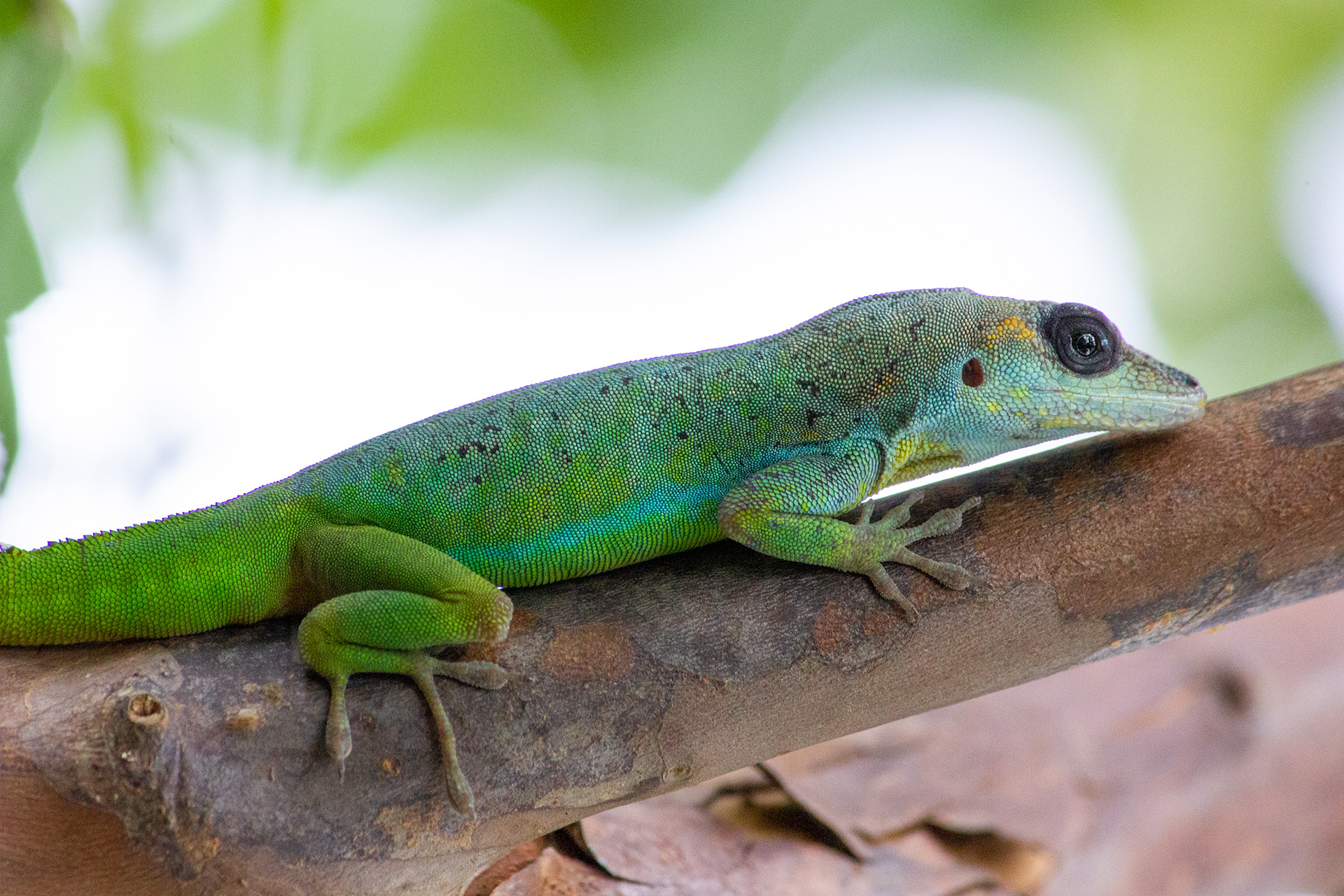 Green Anole Barbados