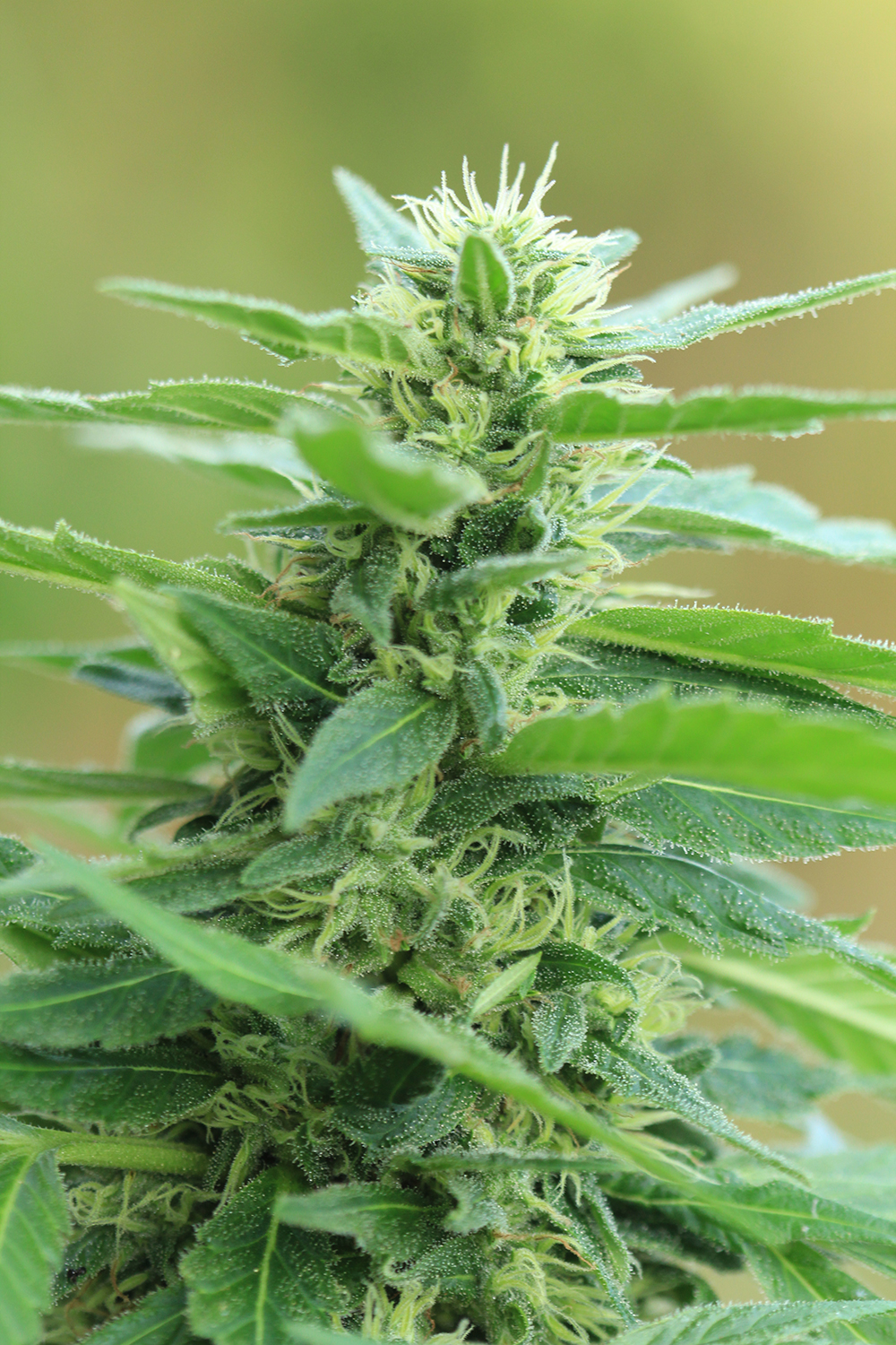 Marijuana Cannabis Barbados