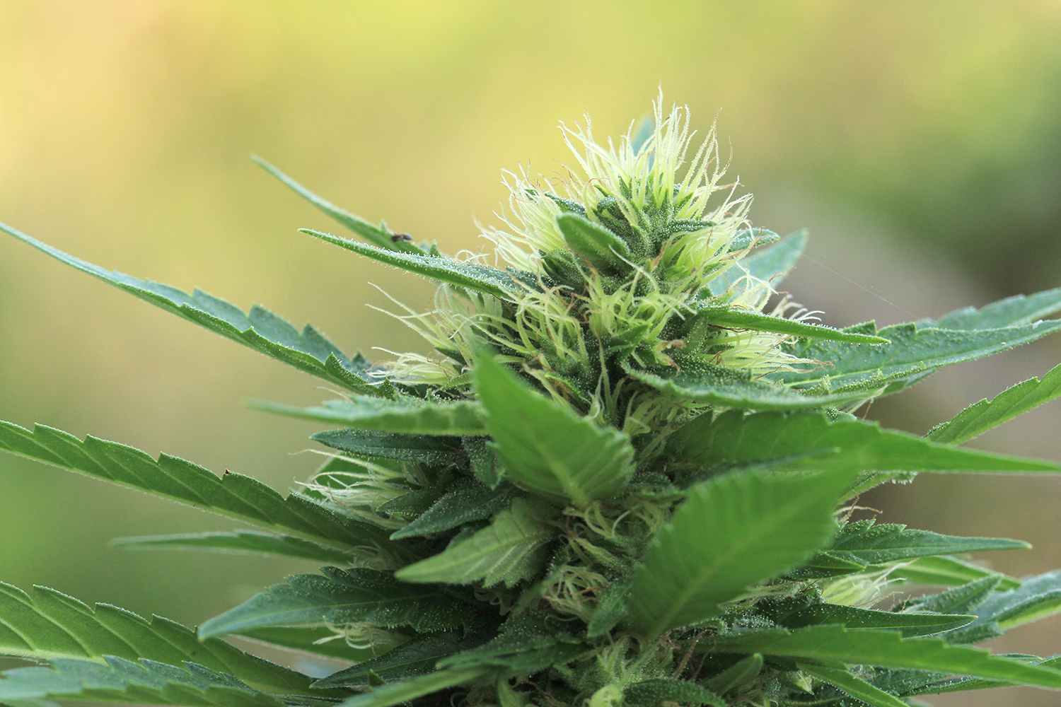 Marijuana Cannabis Barbados