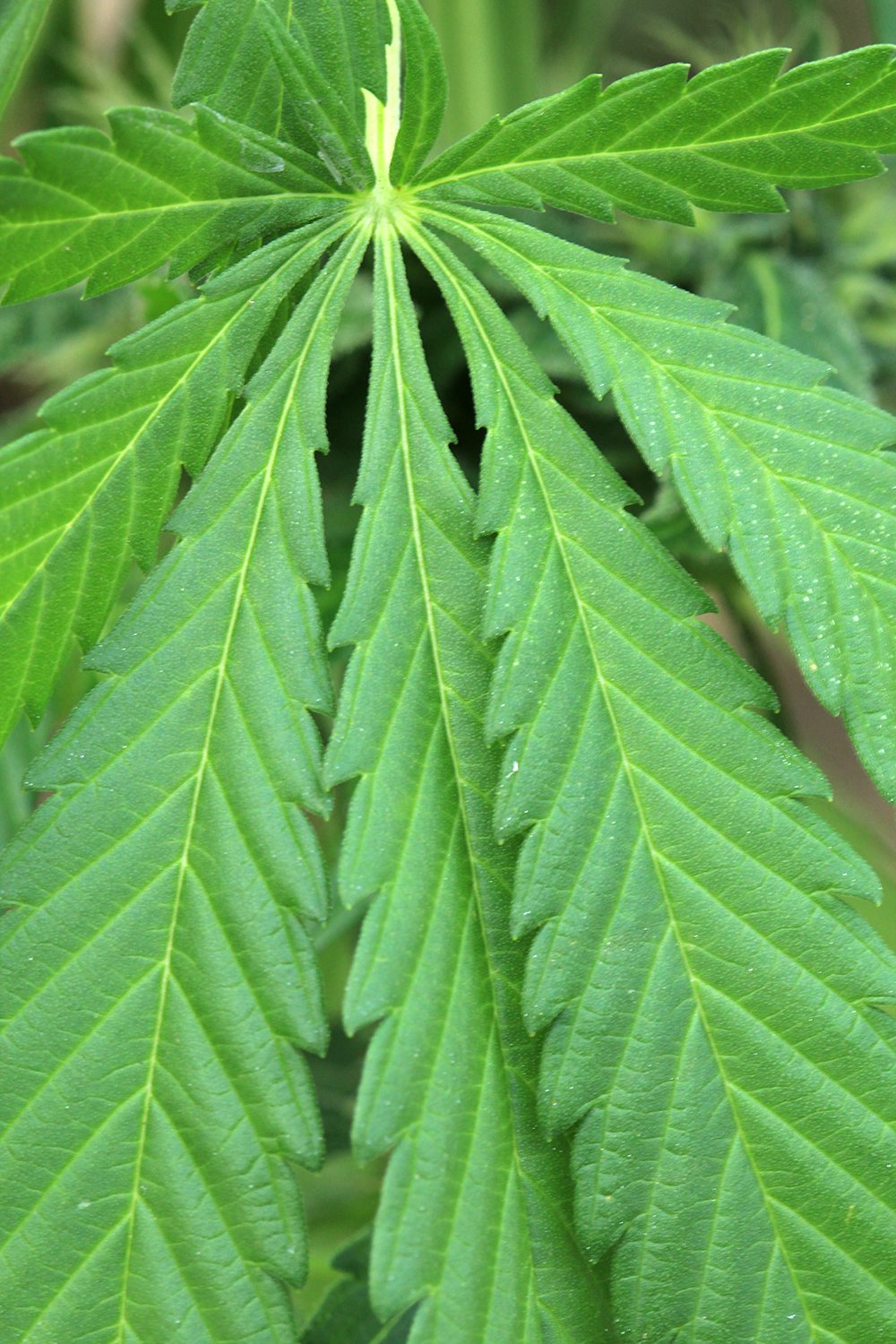 Marijuana Cannabis Barbados