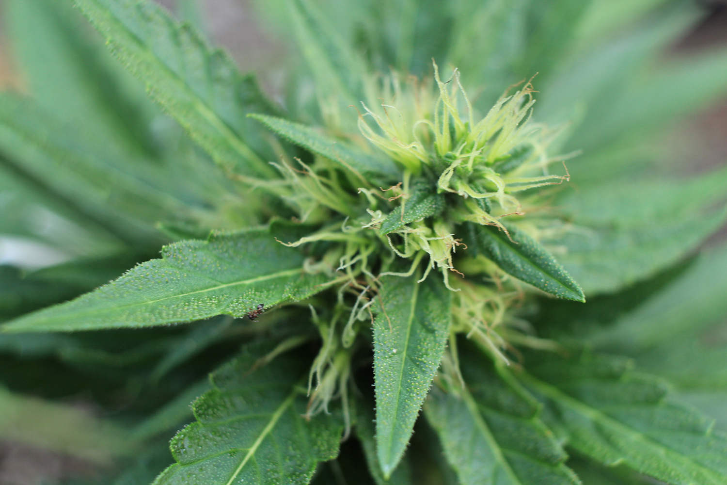 Marijuana Cannabis Barbados