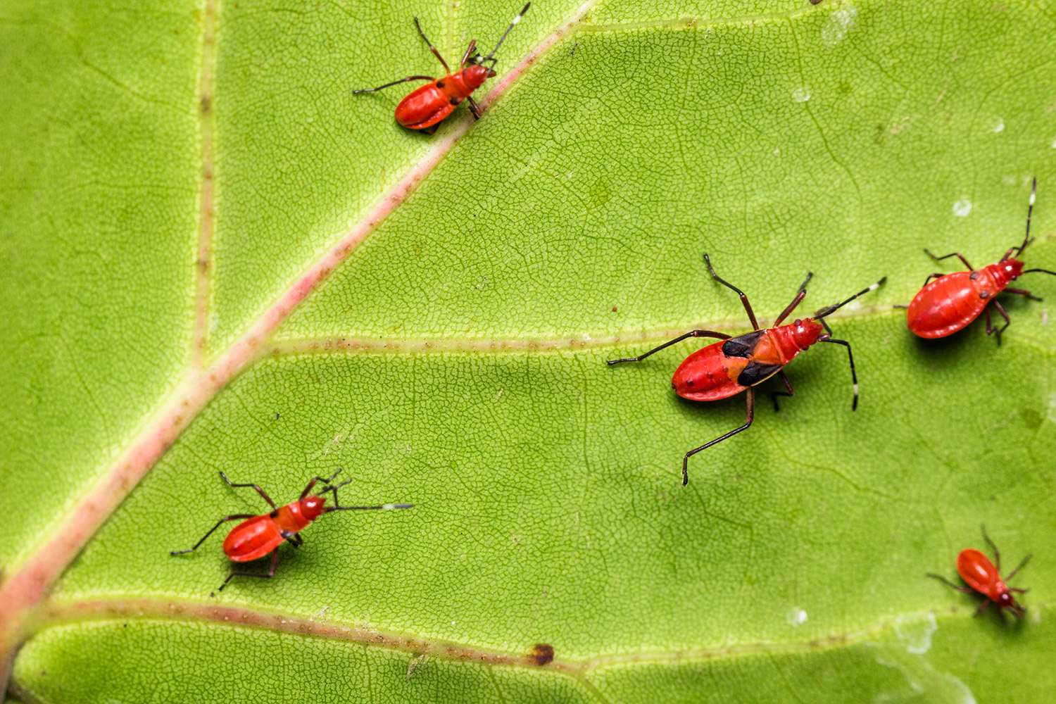 The Red Cotton Stainer Barbados