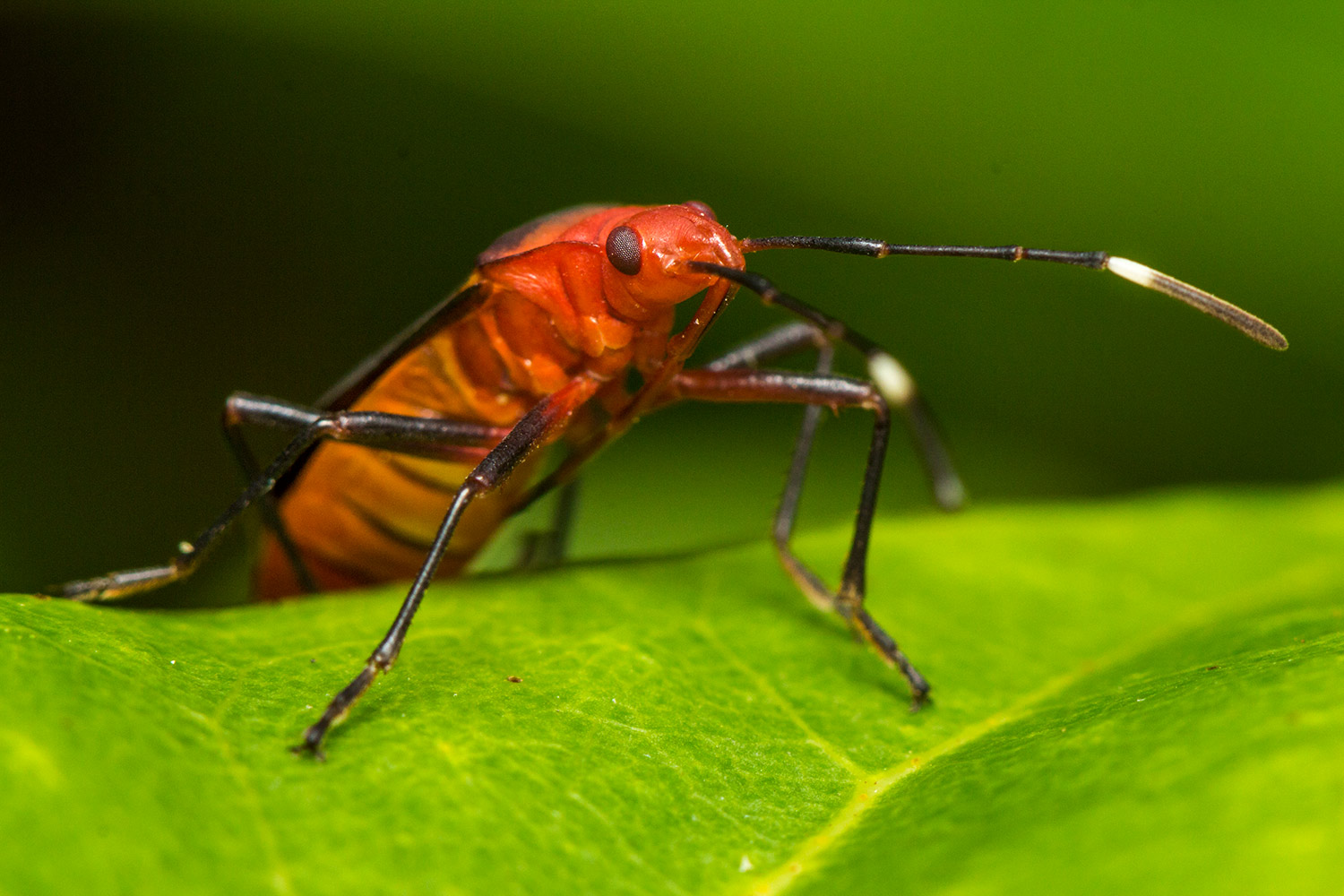 The Red Cotton Stainer Barbados